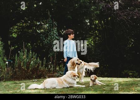 Boy standing in yard with golden retriever dogs and puppy