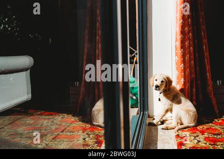 Cute golden retriever labrador puppy sitting at sliding door Stock Photo