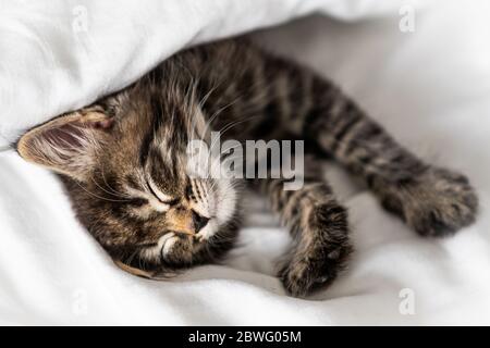 Cute little kitten sleeping covered with blanket Stock Photo
