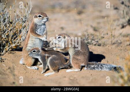 Striped ground squirrel (Xerus erythropus), Kgalagadi Transfrontier Park, Namibia, Africa Stock Photo