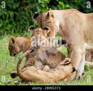 Lioness (Panthera leo) and cubs playing, Ngorongoro Conservation Area, Tanzania, Africa