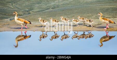 Egyptian goose (Alopochen aegyptiaca) family with goslings, Tanzania, Africa Stock Photo