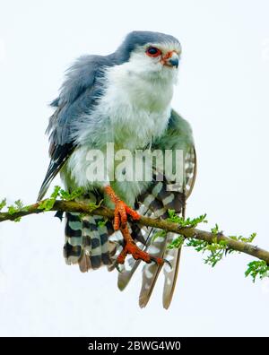 Pygmy falcon (Polihierax semitorquatus) perching on branch, Tanzania, Africa Stock Photo