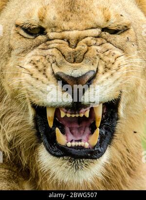 Lion (Panthera leo) roaring, Serengeti National Park, Tanzania, Africa Stock Photo