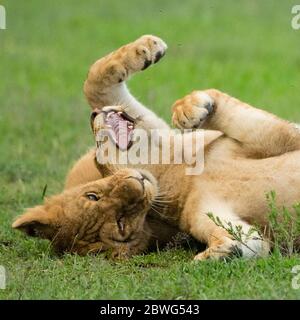 Lionesses (Panthera leo) playing, Serengeti National Park, Tanzania, Africa Stock Photo