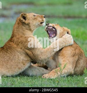 Lionesses (Panthera leo) playing, Serengeti National Park, Tanzania, Africa Stock Photo