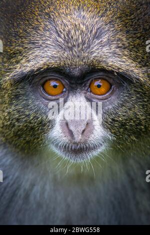 Blue monkey (Cercopithecus Mitis) headshot, Arusha National Park, Tanzania, Africa Stock Photo
