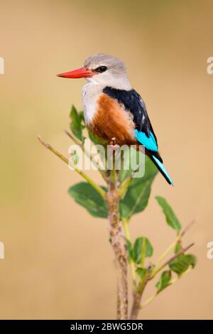 Grey-headed kingfisher (Halcyon leucocephala), Tarangire National Park, Tanzania, Africa Stock Photo
