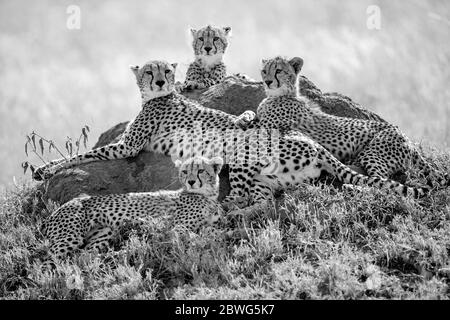 Group of cheetahs (Acinonyx jubatus) lying together, Serengeti National Park, Tanzania, Africa Stock Photo