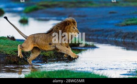 Lion (Panthera leo) running, Ngorongoro Conservation Area, Tanzania, Africa Stock Photo