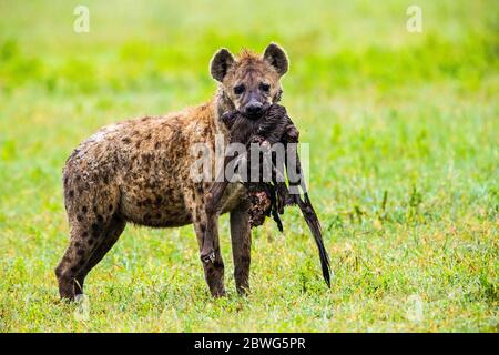 Spotted hyena (Crocuta crocuta) with prey in mouth, Ngorongoro Conservation Area, Tanzania, Africa Stock Photo