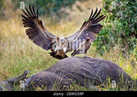 White-backed vultures (Gyps africanus) on dead animal corpse, Tarangire National Park, Tanzania, Africa Stock Photo