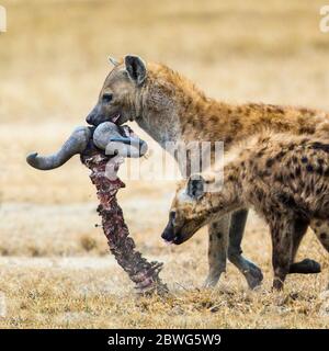 Spotted hyenas (Crocuta crocuta) with dead animal spine, Ngorongoro Conservation Area, Tanzania, Africa Stock Photo