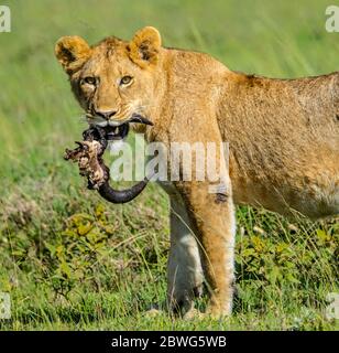 Lioness (Panthera leo) looking at camera with dead animal horns in mouth, Ngorongoro Conservation Area, Tanzania, Africa