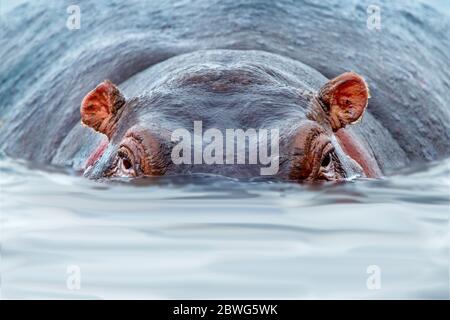 Hippopotamus (Hippopotamus amphibius) swimming in water, Ngorongoro Crater, Tanzania, Africa Stock Photo