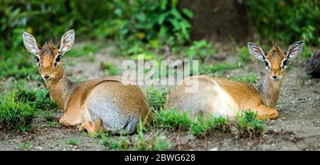 Two Kirks dik-dik (Madoqua kirkii) antelopes, Ngorongoro Conservation Area, Tanzania, Africa Stock Photo