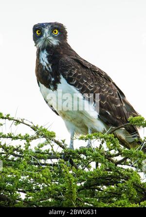 Black-chested snake eagle (Circaetus pectoralis), Ngorongoro Conservation Area, Tanzania, Africa Stock Photo