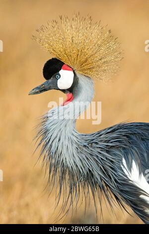 Grey crowned crane (Balearica regulorum), Ngorongoro Conservation Area, Tanzania, Africa Stock Photo