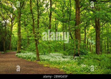 Wild garlic at the foot of trees on a rainy day in Spring Wood, Whalley Stock Photo