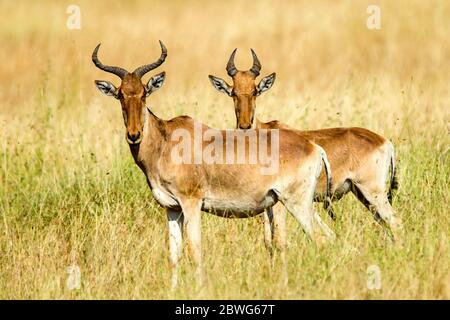 Two Cokes hartebeests (Alcelaphus buselaphus cokii) or kongonis looking at camera, Serengeti National Park, Tanzania, Africa Stock Photo