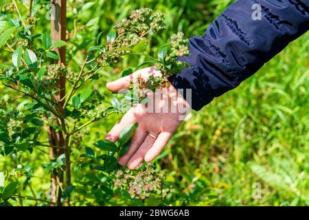 Flowering pink blueberry bush. Reproduction of fruitful bushes of black berries on the farm. Stock Photo