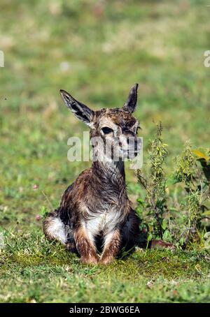 Thomsons gazelle (Eudorcas thomsonii) calf, Serengeti National Park, Tanzania, Africa Stock Photo