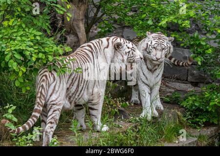 Two white tigers / bleached tiger pair (Panthera tigris) pigmentation variant of the Bengal tiger, male meeting female, native to India Stock Photo