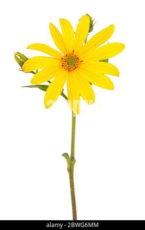 Jerusalem artichoke (Helianthus tuberosus) flower isolated on white background Stock Photo