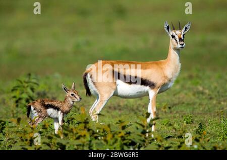 Thomsons gazelle (Eudorcas thomsonii) with calf, Serengeti National Park, Tanzania, Africa Stock Photo