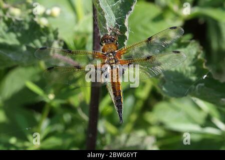 Four-spotted Chaser Sunning Stock Photo
