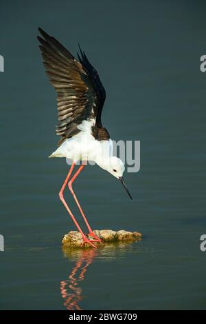 Black-winged stilt (Himantopus himantopus), Serengeti National Park, Tanzania, Africa Stock Photo