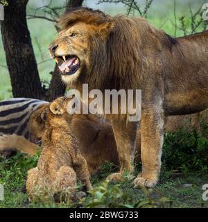 Male adult lion (Panthera leo) and cub, Ngorongoro Conservation Area, Tanzania, Africa Stock Photo