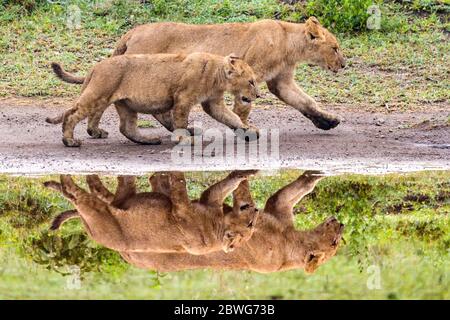 Lioness (Panthera leo) with cub, Ngorongoro Conservation Area, Tanzania, Africa