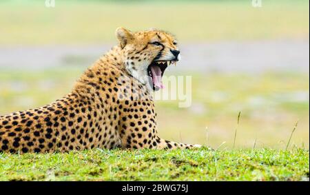 Cheetah (Acinonyx jubatus) yawning, Ngorongoro Conservation Area, Tanzania, Africa Stock Photo