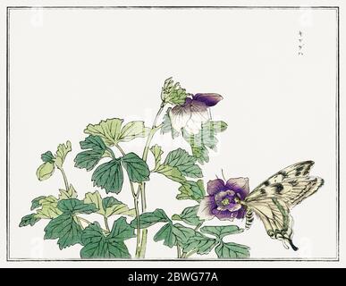 Japanese butterfly art hi-res stock photography and images - Alamy