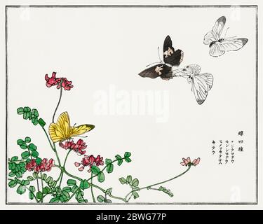 butterflies-and-flower-