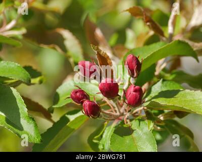 red flower buds on a tree branch close-up Stock Photo
