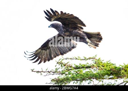 Wahlberg's eagle (Hieraaetus wahlbergi), Serengeti National Park, Tanzania, Africa Stock Photo