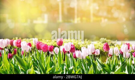 White and pink tulip flowers blooming Stock Photo