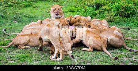 Large group of lions (Panthera leo) feeding on prey, Ngorongoro Conservation Area, Tanzania, Africa Stock Photo