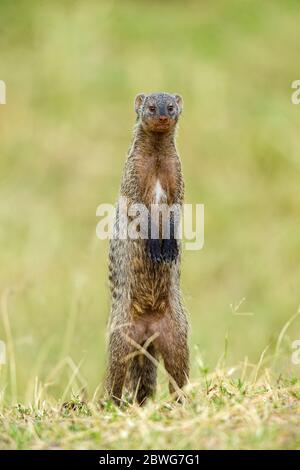 Banded mongoose (Mungos mungo) standing on hind legs, Serengeti National Park, Tanzania, Africa Stock Photo