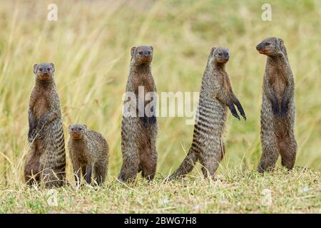 Group of banded mongoose (Mungos mungo), Serengeti National Park, Tanzania, Africa Stock Photo