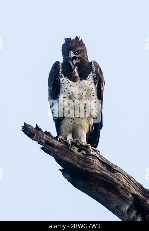 Portrait of martial eagle (Polemaetus bellicosus) sitting on dry branch, Serengeti National Park, Tanzania, Africa Stock Photo