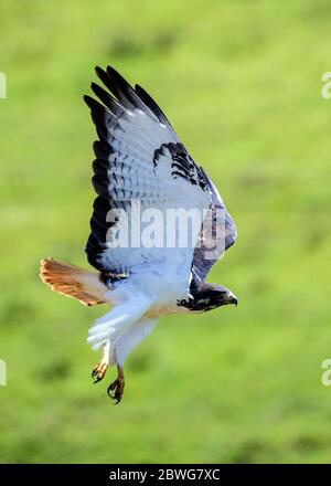 Close up of augur buzzard (Buteo augur) flying against greenery, Serengeti National Park, Tanzania, Africa Stock Photo
