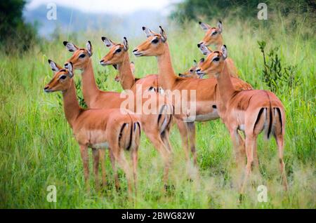 Alerted group of impala antelopes (Aepyceros melampus) in high grass, Tarangire national Park, Tanzania, Africa Stock Photo