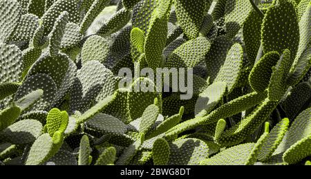 Cactus texture background. Cactus in the desert Stock Photo