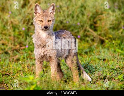 Side-striped jackal (Canis adustus) cub close up, Ngorongoro Conservation Area, Tanzania, Africa Stock Photo