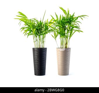 Kentia Palm Trees isolated on white background Stock Photo