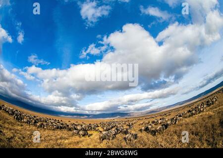 Western white-bearded gnu (C. taurinus mearnsi) grazing in Serengeti National Park, Tanzania, Africa Stock Photo