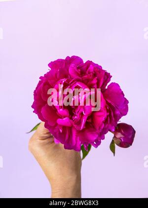 Young lady's hand's holding a beautiful fresh pink peony on white background. Flowers delivery. Stock Photo
